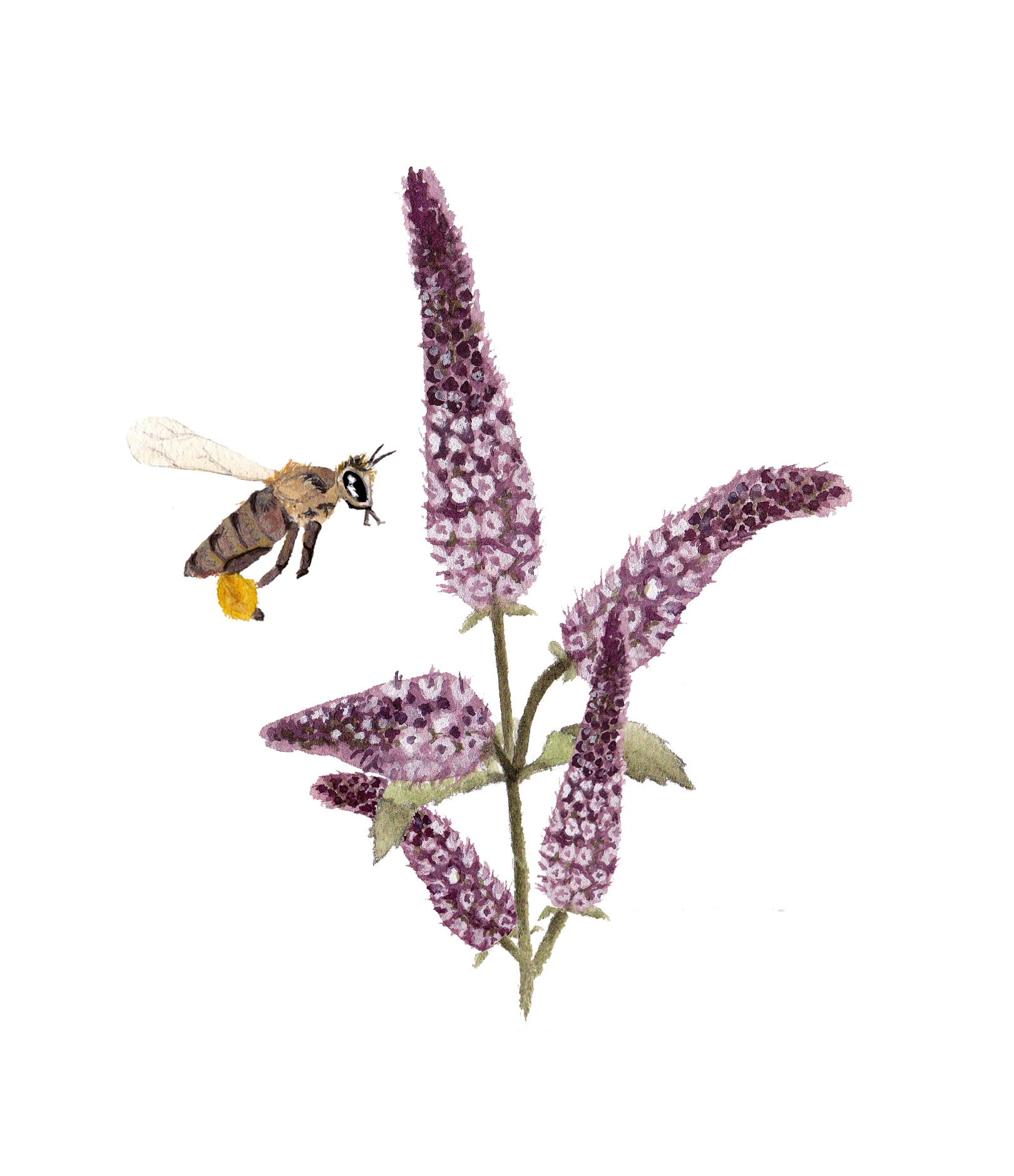 Lavender and Honeybee Watercolor