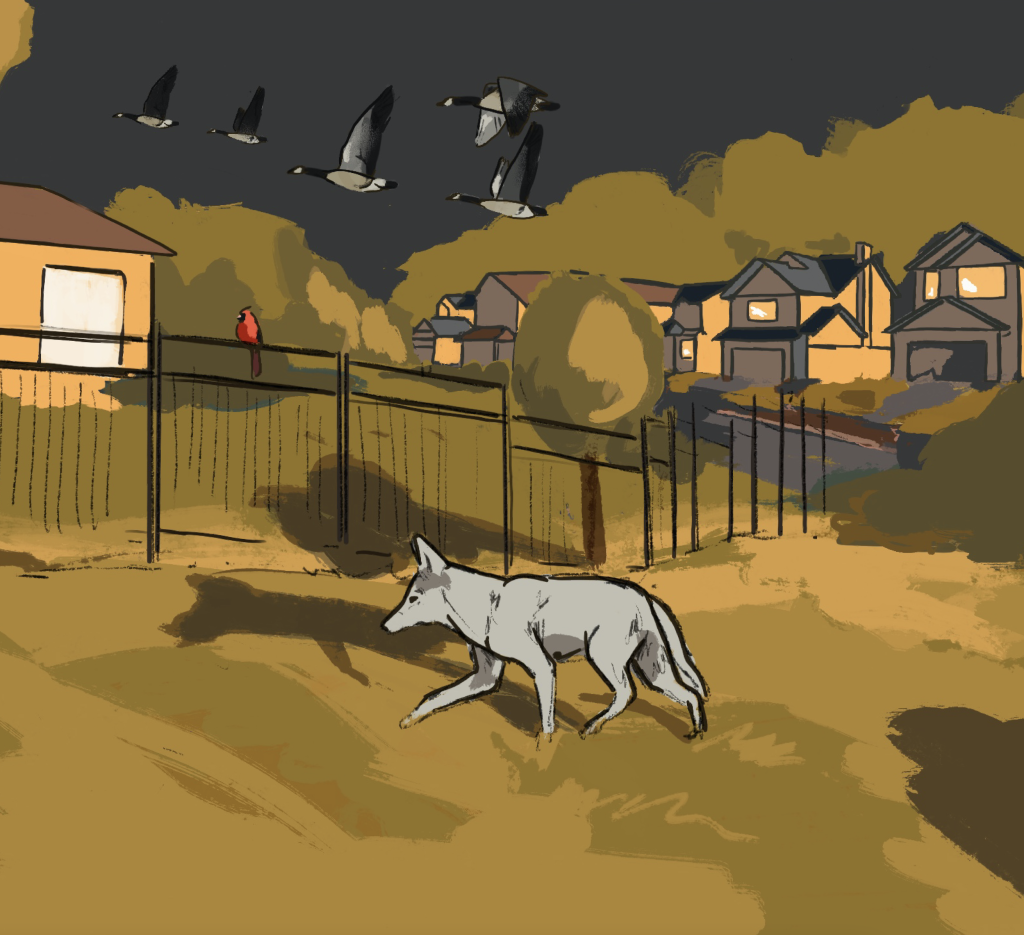 Coyote Message Testing