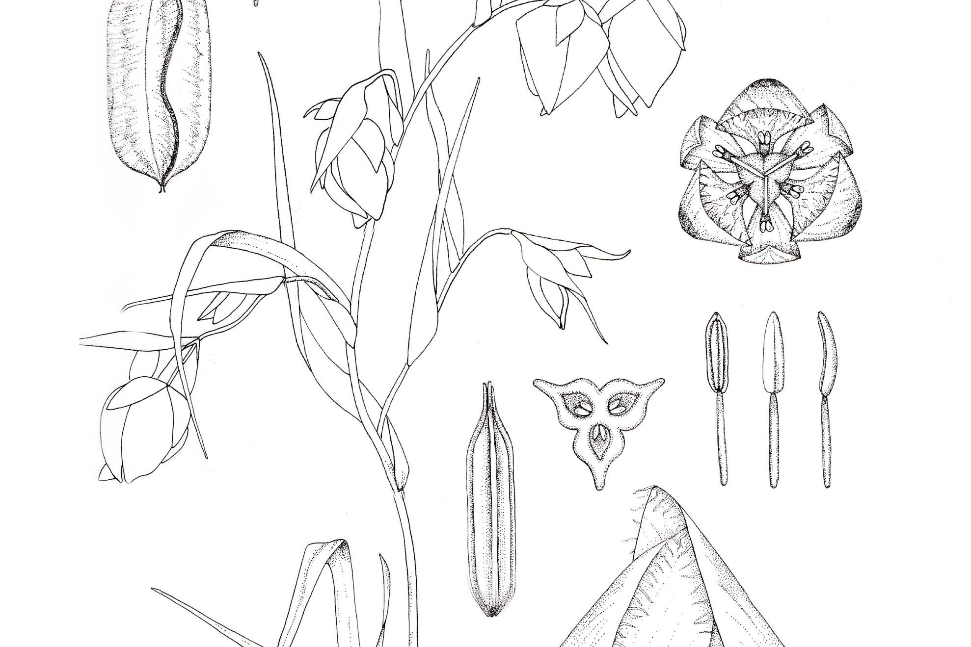 Botanical Illustration - Globe Lily