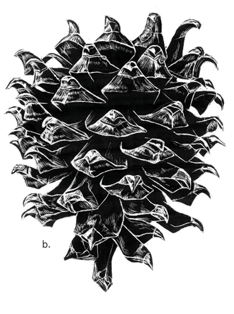 Botanical Illustration – Cones