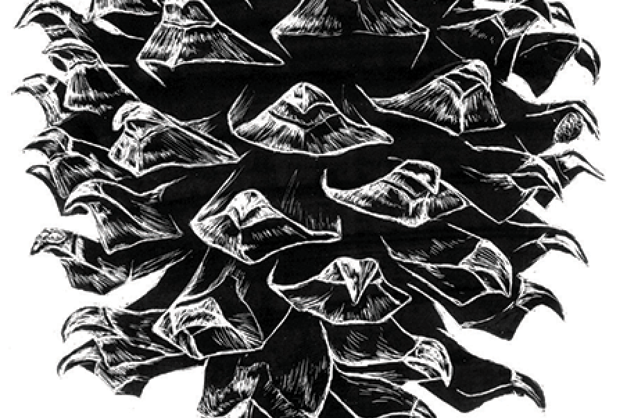 Botanical Illustration - Cones