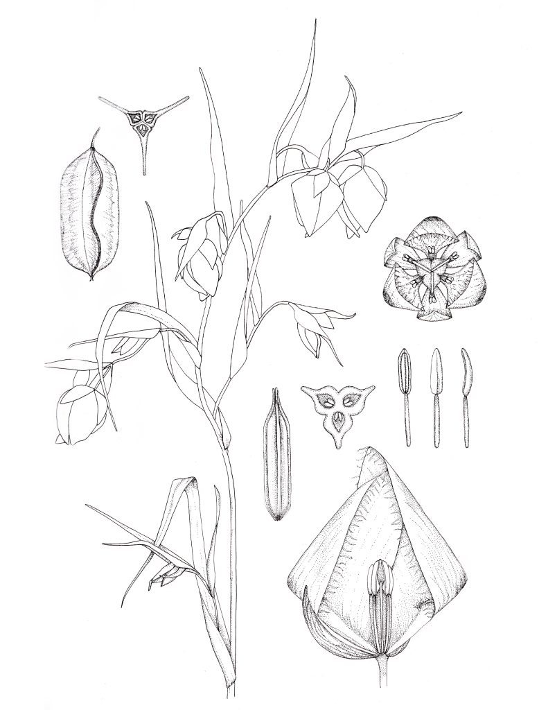 Botanical Illustration – Globe Lily