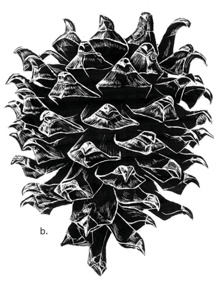 Botanical Illustration – Cones